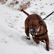 Rhodesian ridgeback Alika