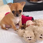 Chihuahua Chloe