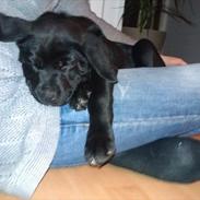 Labrador retriever Kenzo <3