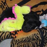 Labrador retriever Kenzo <3