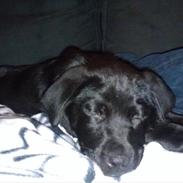 Labrador retriever Kenzo <3