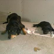 Labrador retriever Kenzo <3