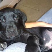 Labrador retriever Kenzo <3