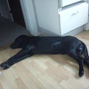 Labrador retriever VIKTOR