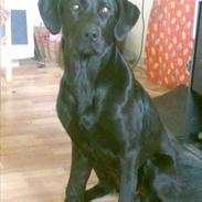 Labrador retriever VIKTOR