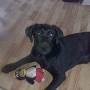 Labrador retriever VIKTOR