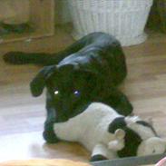Labrador retriever VIKTOR