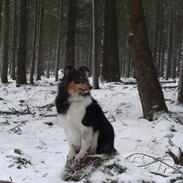 Shetland sheepdog bimmer malou (kida )