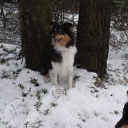 Shetland sheepdog bimmer malou (kida )