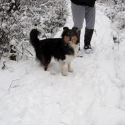 Shetland sheepdog bimmer malou (kida )