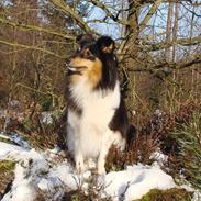 Shetland sheepdog bimmer malou (kida )