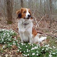 Kooikerhondje Vitovani's Camino D'Belox