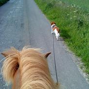 Kooikerhondje Vitovani's Camino D'Belox