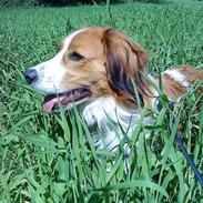 Kooikerhondje Vitovani's Camino D'Belox