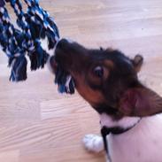 Jack russell terrier Gizmo