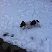 Jack russell terrier Gizmo