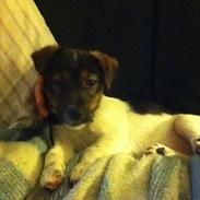 Jack russell terrier Gizmo