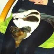 Jack russell terrier Gizmo