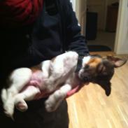 Jack russell terrier Gizmo