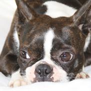 Boston terrier Bubbi