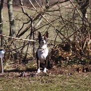 Boston terrier Bubbi