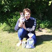 Boston terrier Bubbi