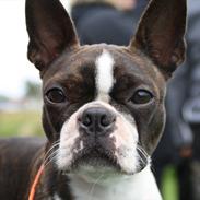Boston terrier Bubbi