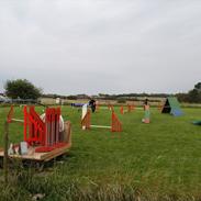 Boston terrier Bubbi