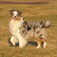 Australian shepherd Koda