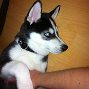 Siberian husky Sov sødt lille Noah <3 R.I.P