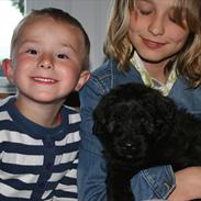 Bouvier des flandres Aurikels ulysses (charlie)