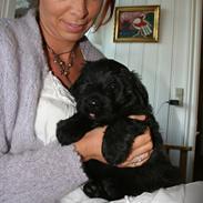 Bouvier des flandres Aurikels ulysses (charlie)