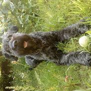 Bouvier des flandres Aurikels ulysses (charlie)