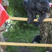 Bouvier des flandres Aurikels ulysses (charlie)