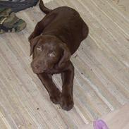 Labrador retriever Prinsesse Hannah '<3