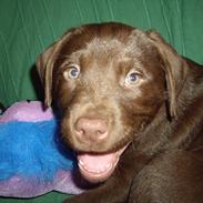 Labrador retriever Prinsesse Hannah '<3