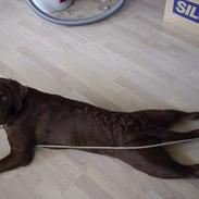 Labrador retriever Prinsesse Hannah '<3