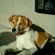 Blanding af racer kamil