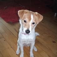 Blanding af racer kamil