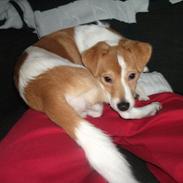 Blanding af racer kamil