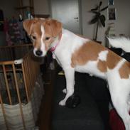 Blanding af racer kamil