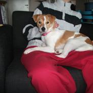 Blanding af racer kamil