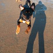 Blanding af racer Tyson (Rottweiler/Berner sennen)