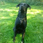 Labrador retriever VIKTOR
