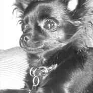 Chihuahua Bella 