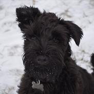 Dvaergschnauzer Hansen