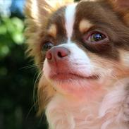 Chihuahua Molte (Himmelhund)