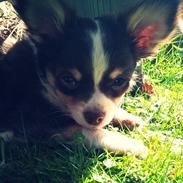 Chihuahua Molte (Himmelhund)