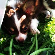 Chihuahua Molte (Himmelhund)