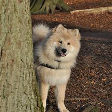 Blanding af racer Gaia